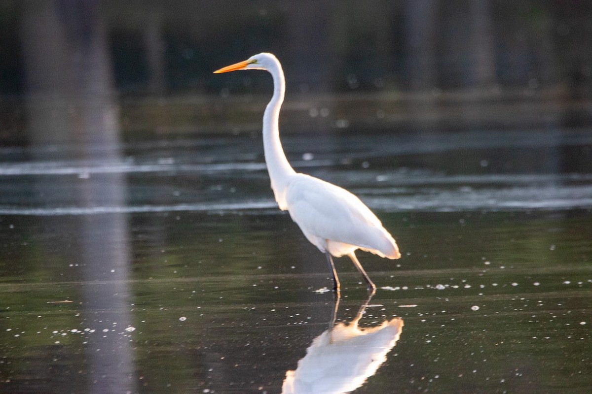 Great Egret - ML623746597