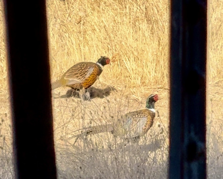 Ring-necked Pheasant - Norman Pillsbury