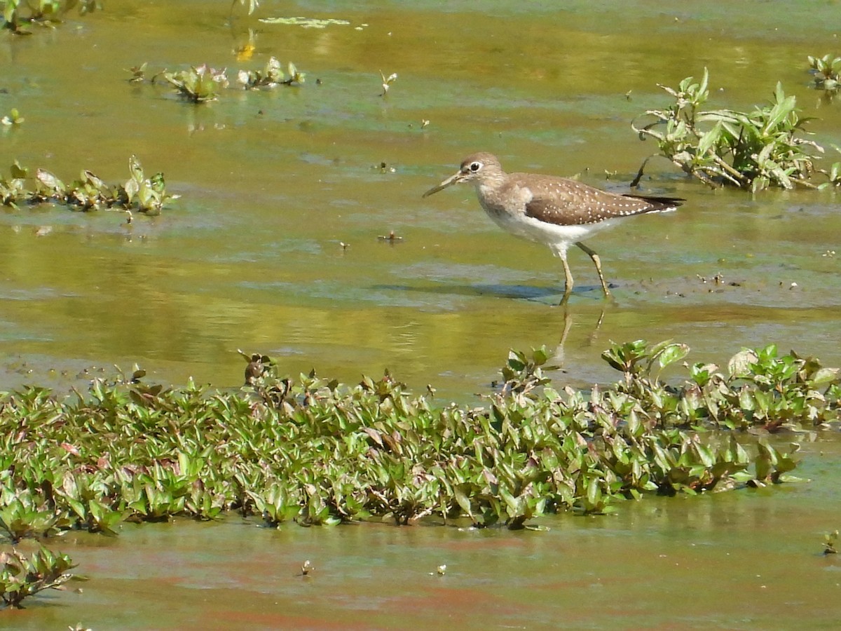 Solitary Sandpiper - Jason Kline