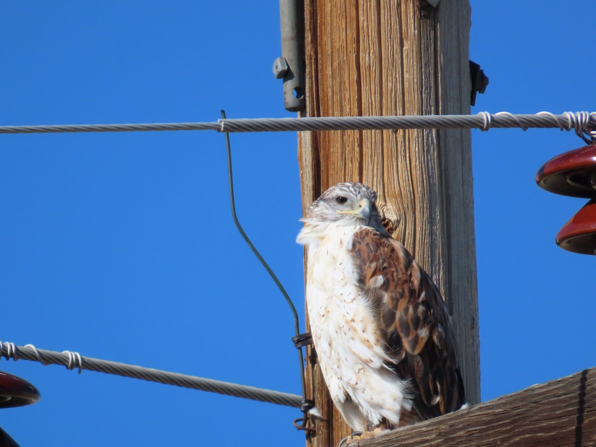 Ferruginous Hawk - ML623746625