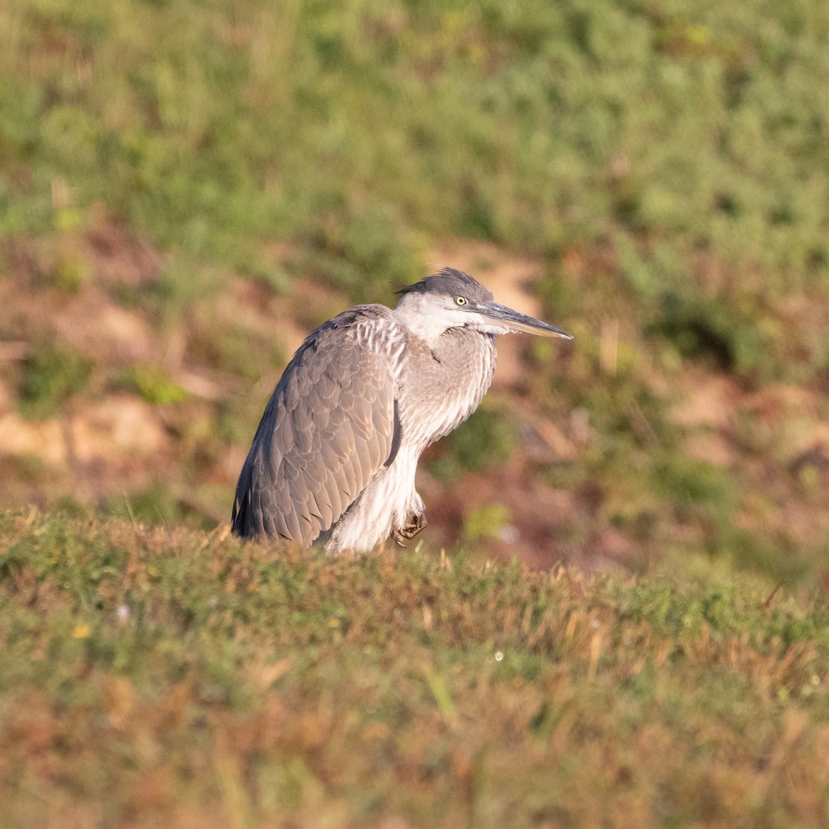 Great Blue Heron - ML623746631