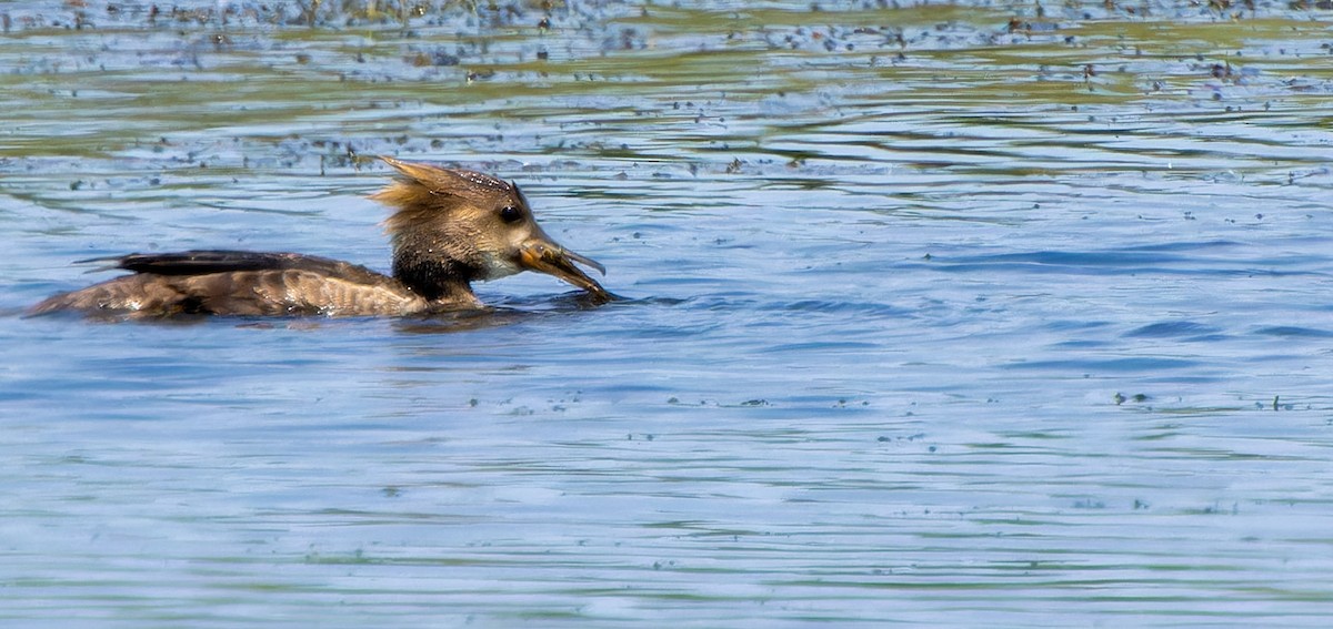 Hooded Merganser - ML623746647