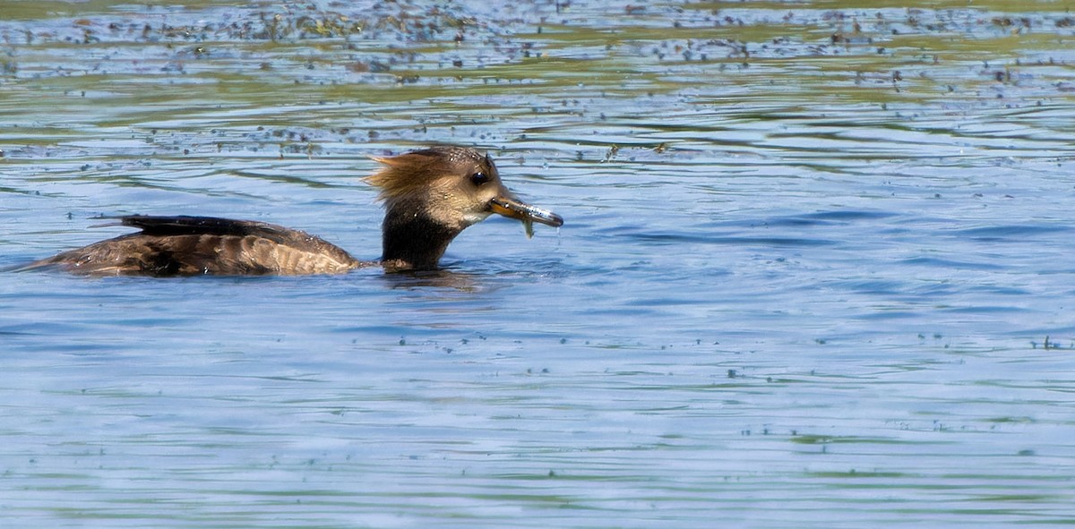 Hooded Merganser - ML623746648