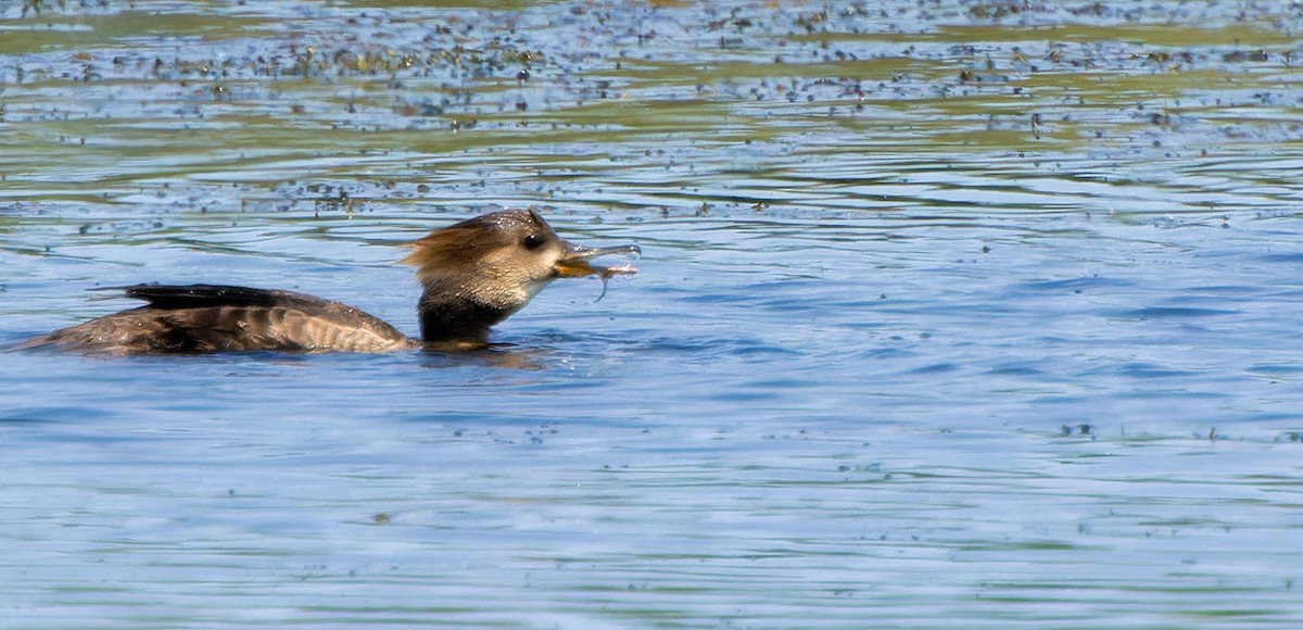 Hooded Merganser - ML623746649