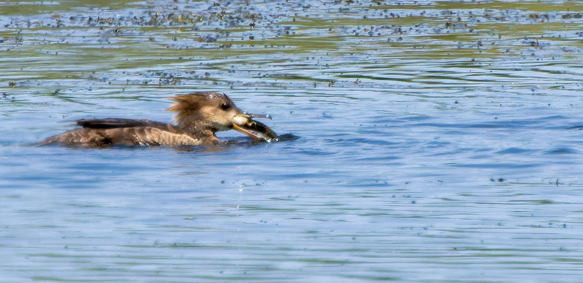 Hooded Merganser - ML623746650