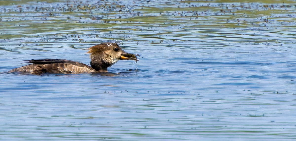 Hooded Merganser - ML623746651