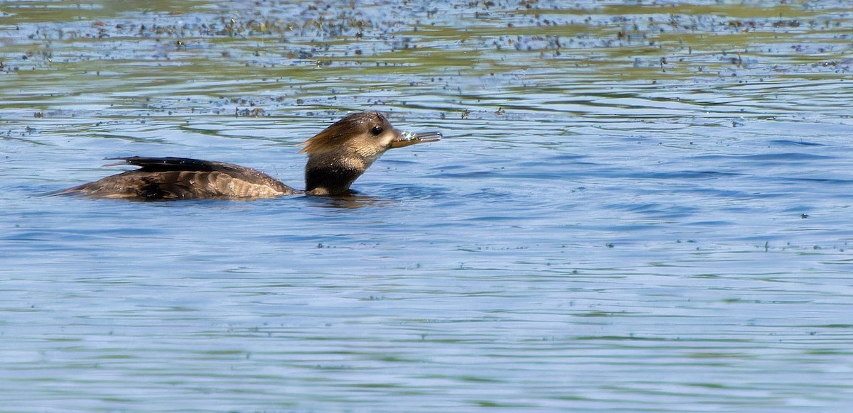 Hooded Merganser - Tara Plum