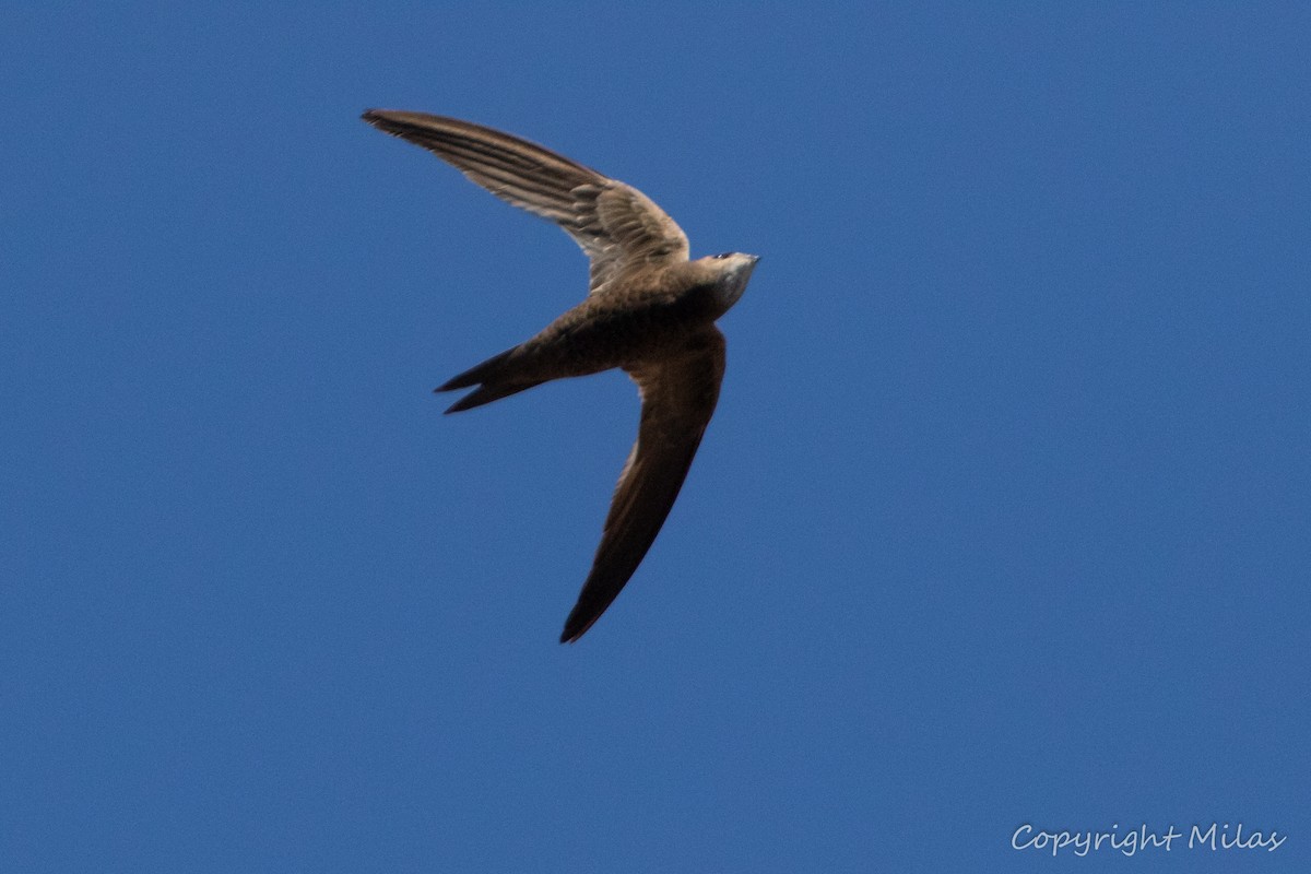 Pallid Swift - ML623746720