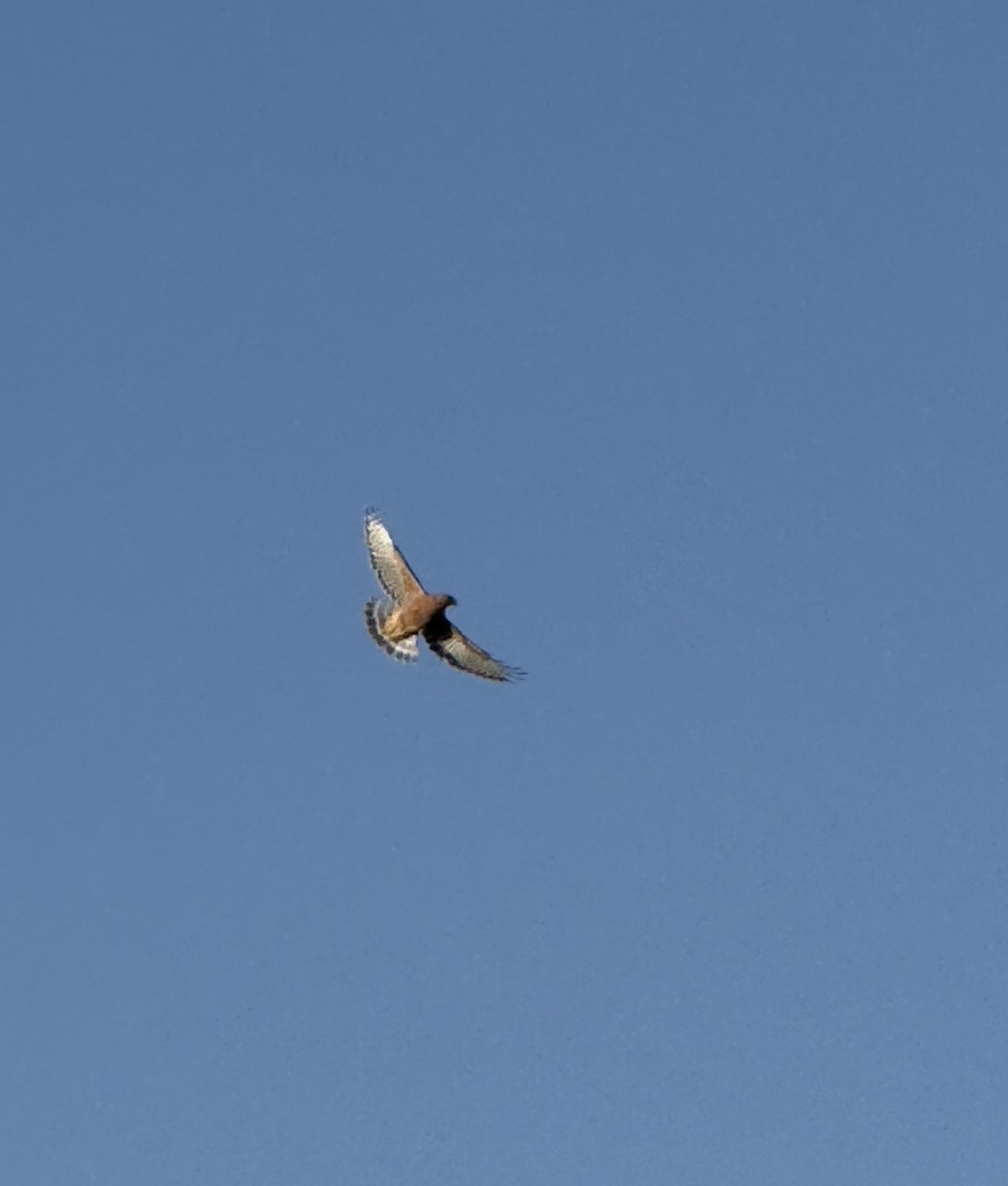 Red-shouldered Hawk - ML623746750