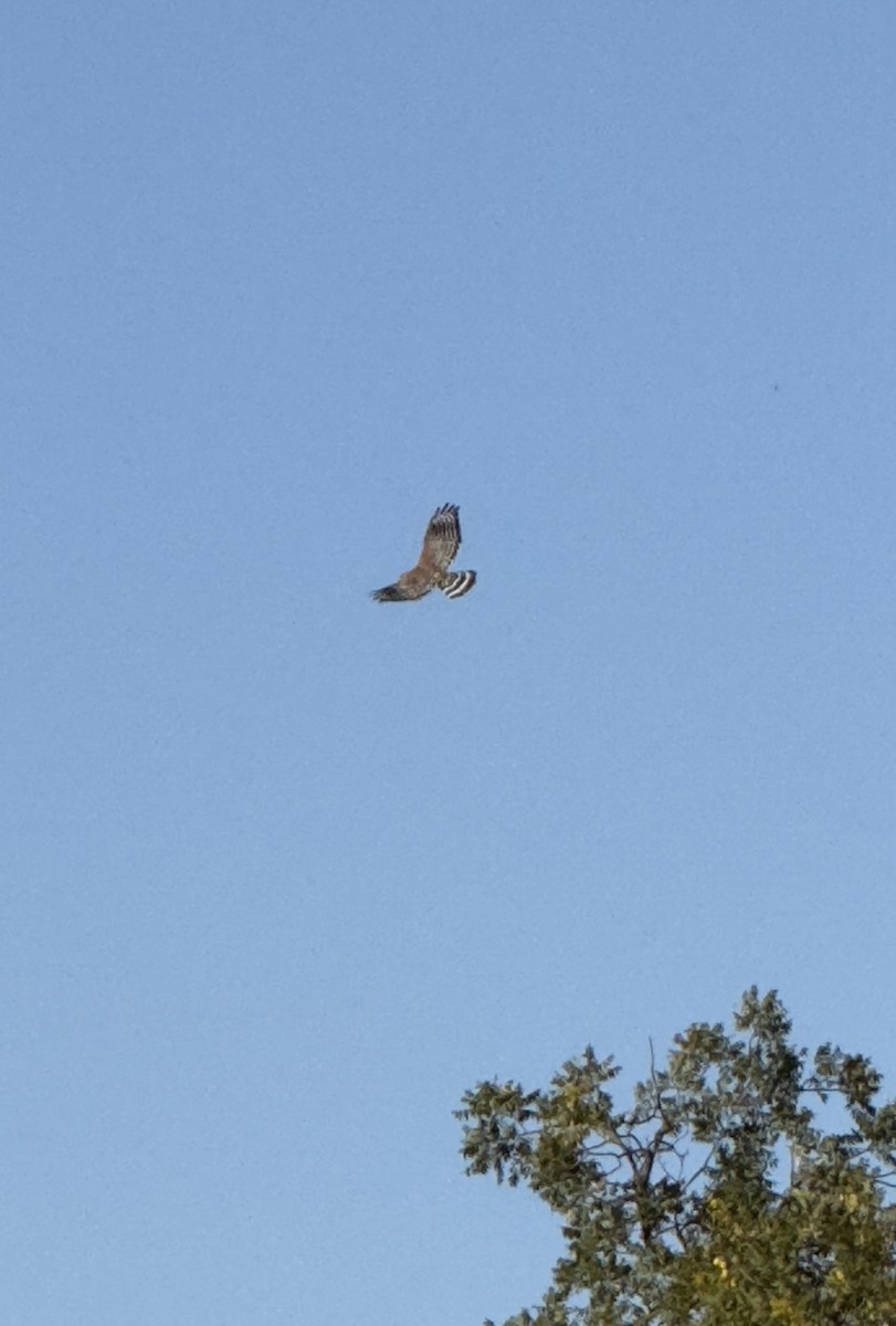 Red-shouldered Hawk - ML623746751