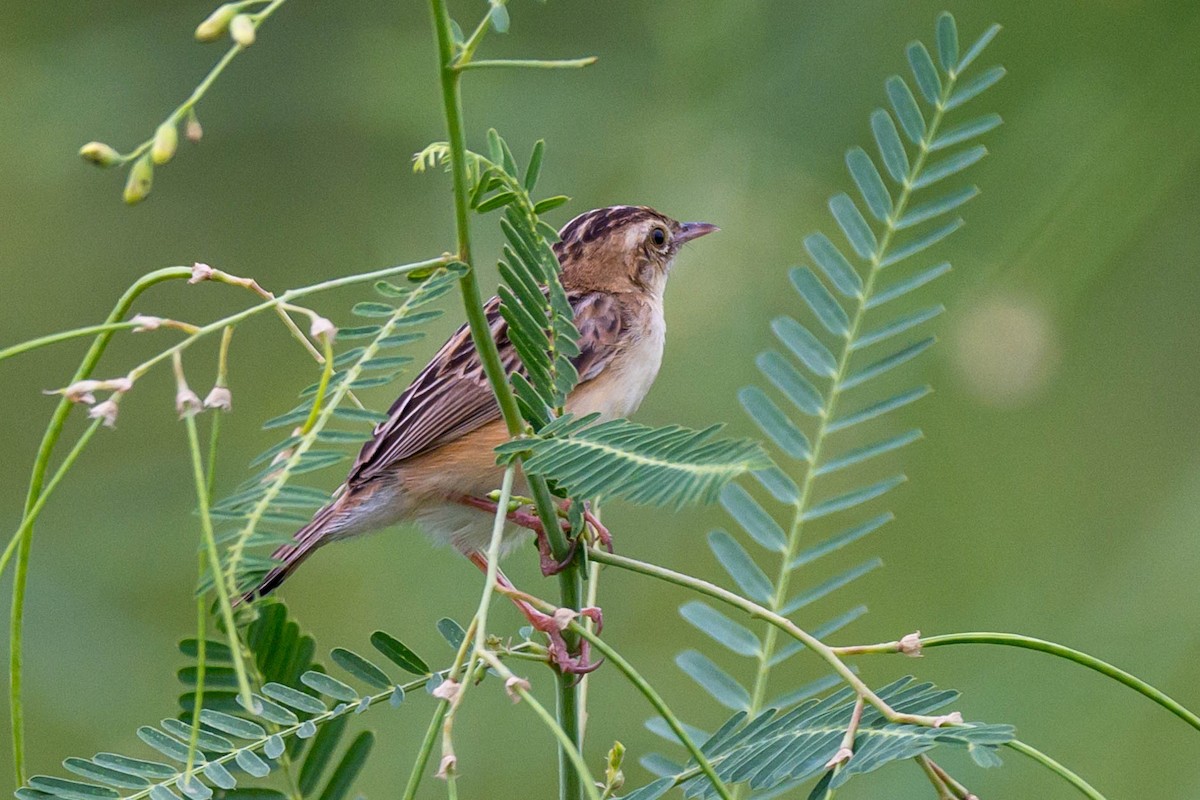 Zitting Cisticola (Double Zitting) - ML623746757