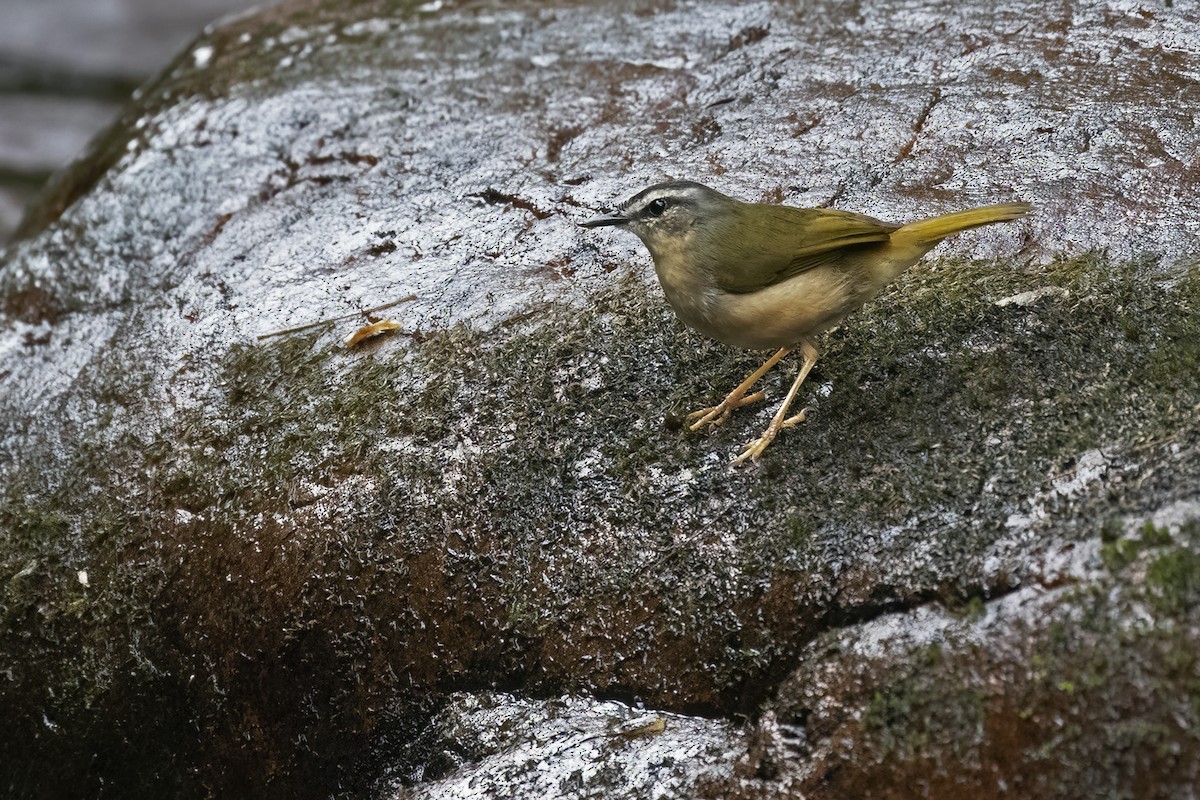 Riverbank Warbler - ML623746764