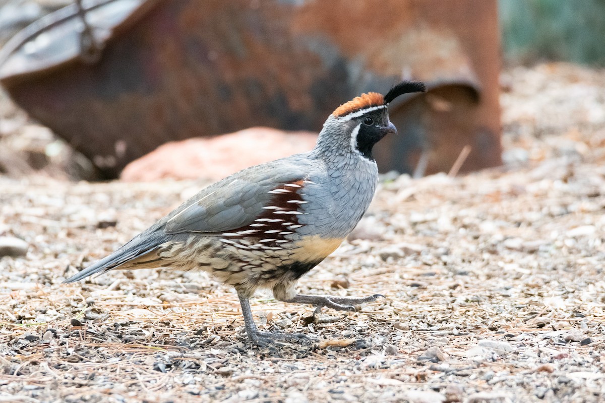 Gambel's Quail - ML623746767