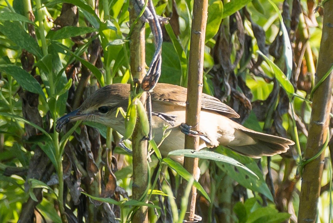 Oriental Reed Warbler - ML623746780