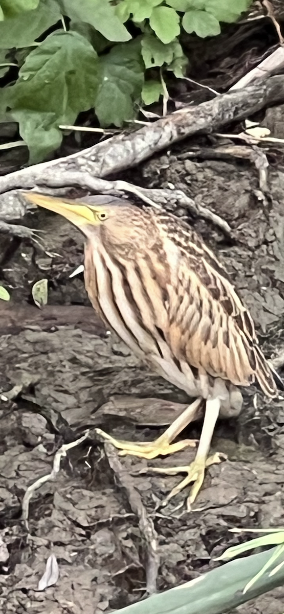 bukáček malý - ML623746801