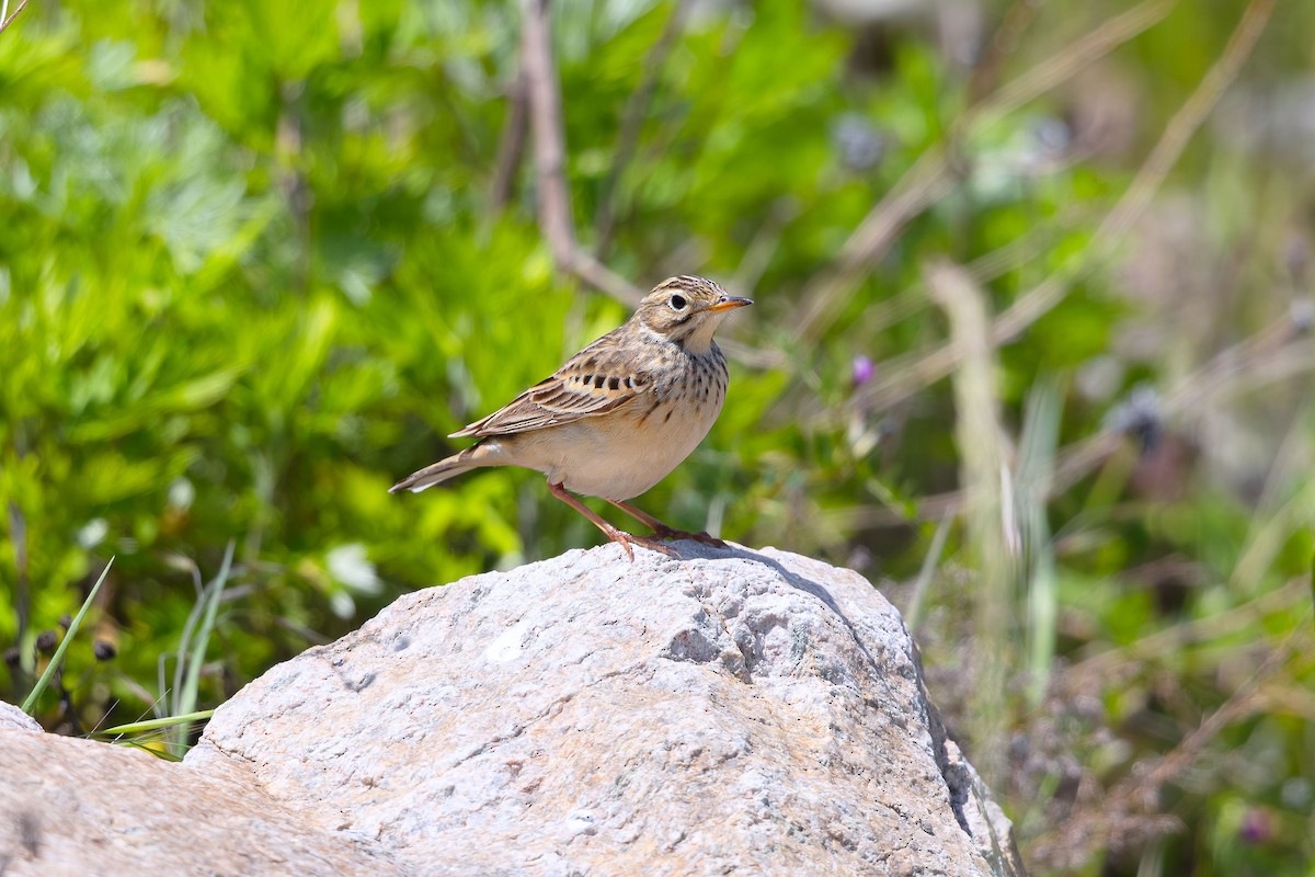 Blyth's Pipit - ML623746813