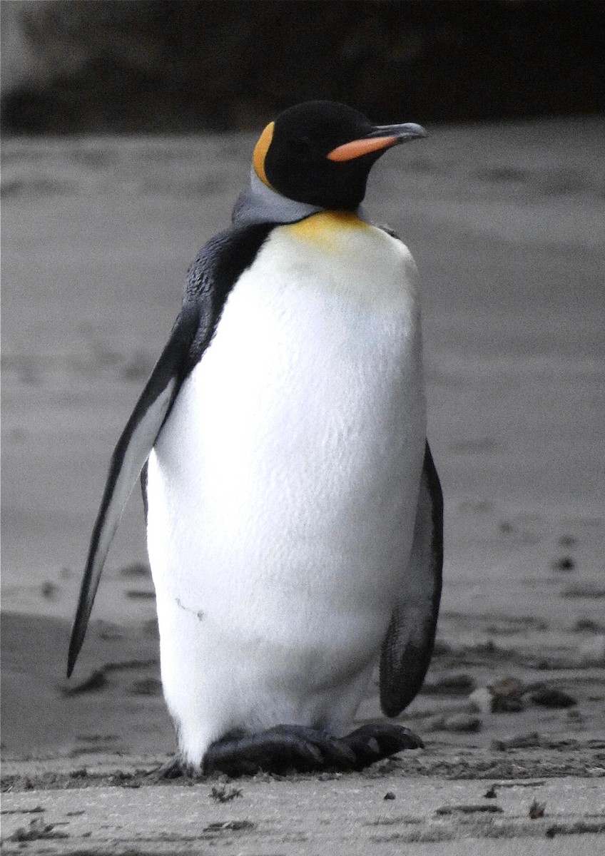 King Penguin - ML623746825