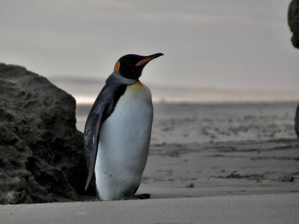 King Penguin - ML623746827