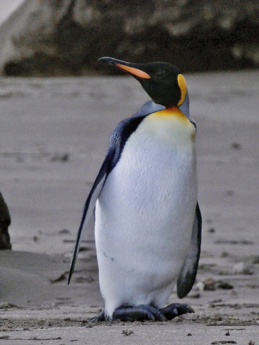 King Penguin - ML623746828