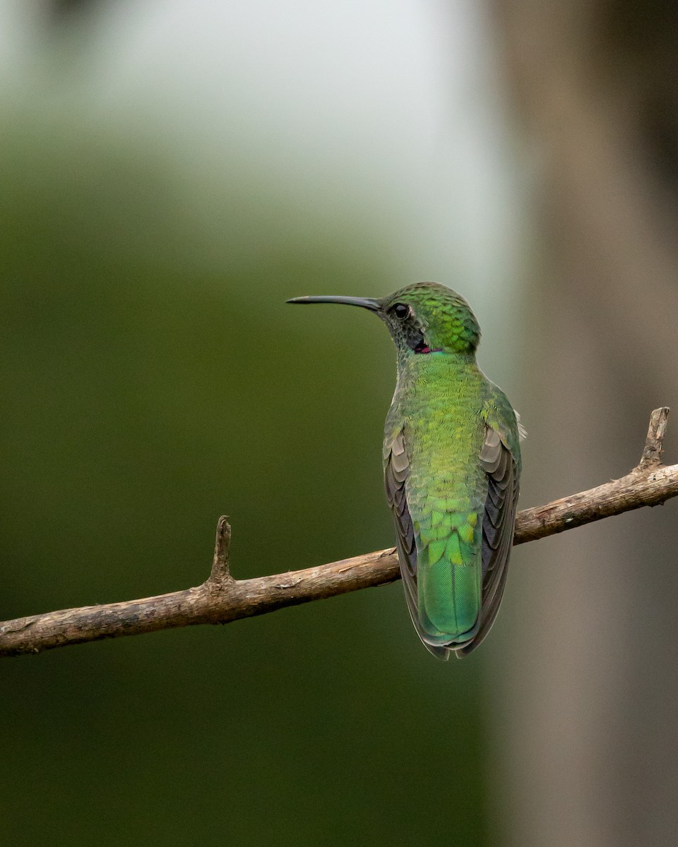 White-vented Violetear - ML623746849