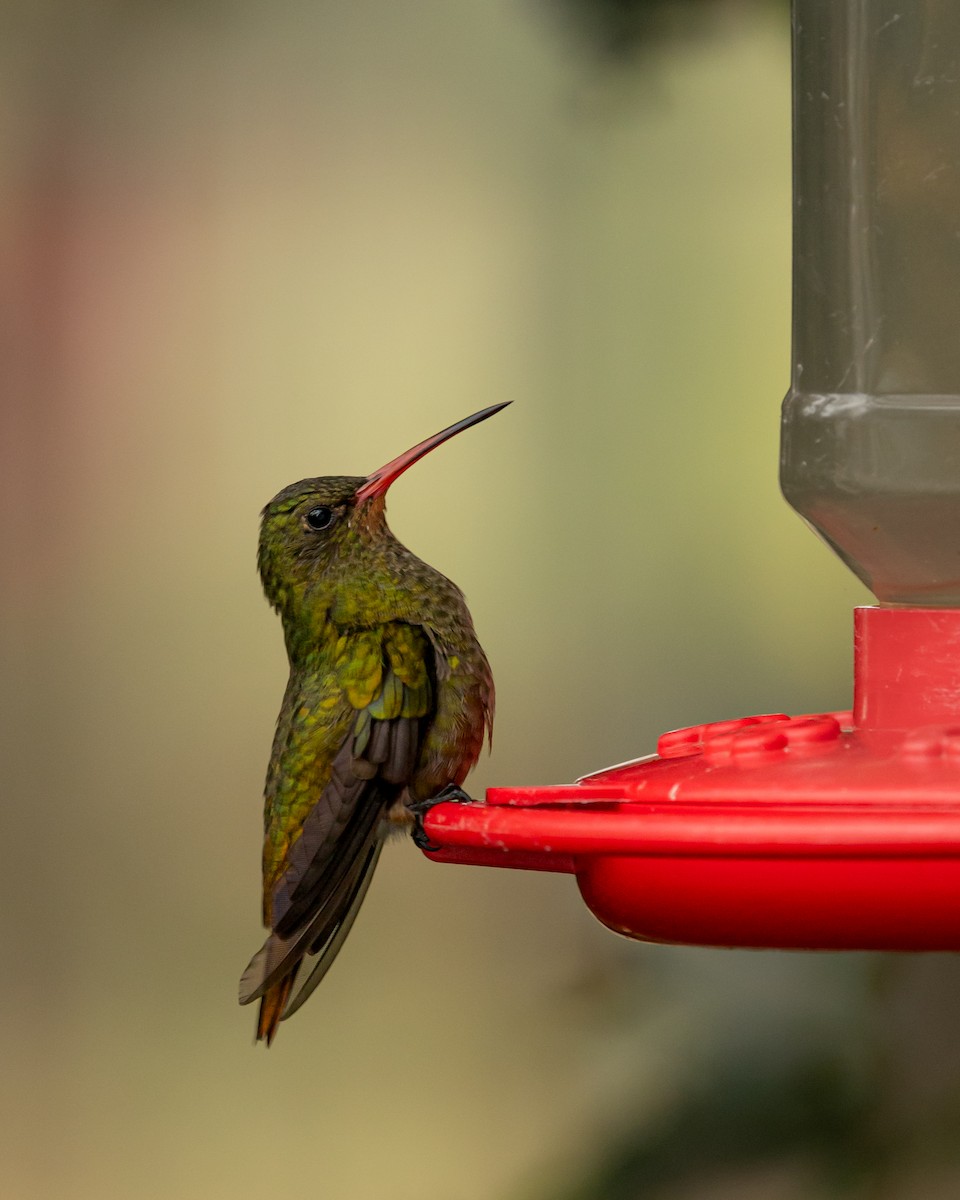 Gilded Hummingbird - Leandro Paiva