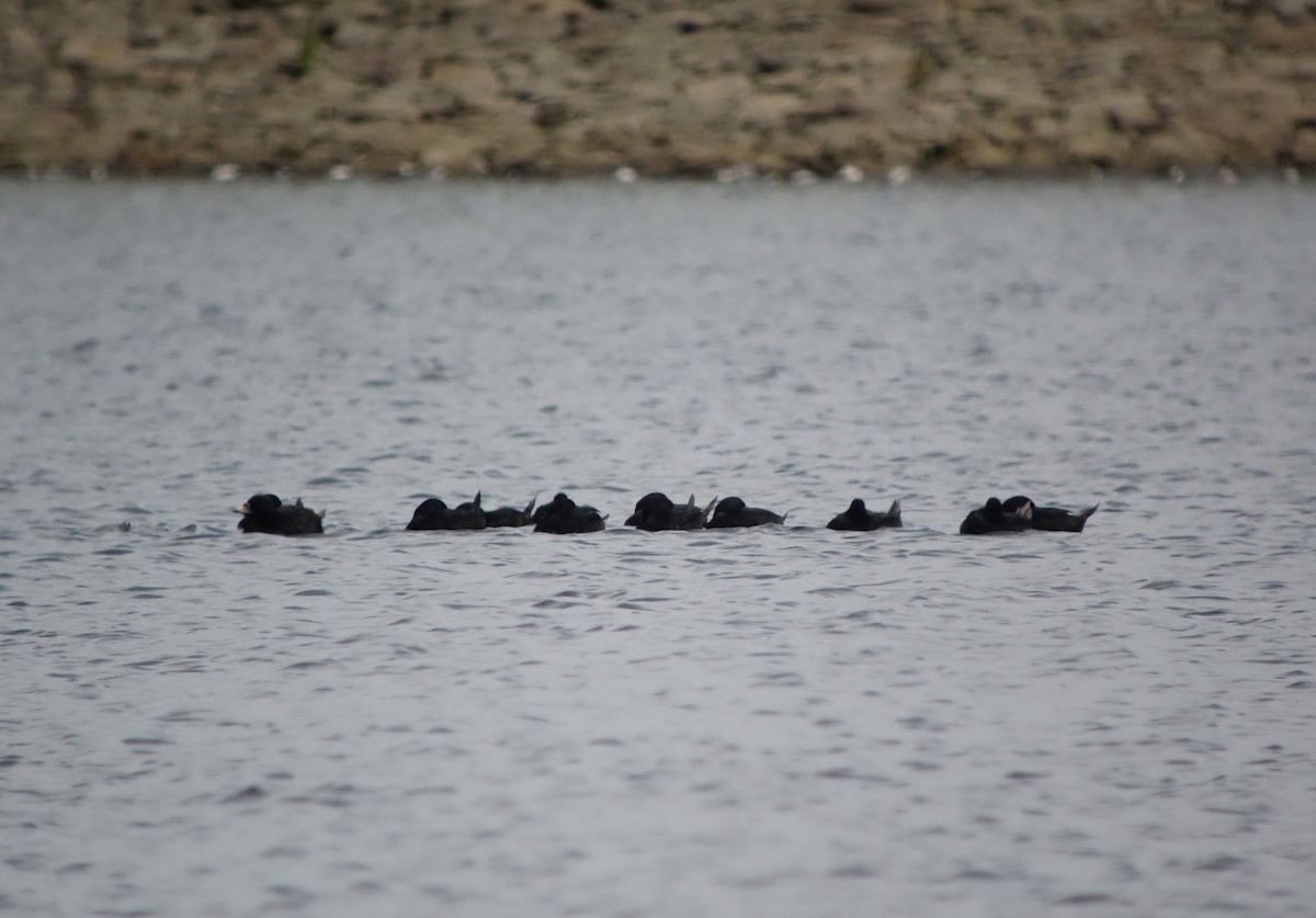 Common Scoter - ML623746877