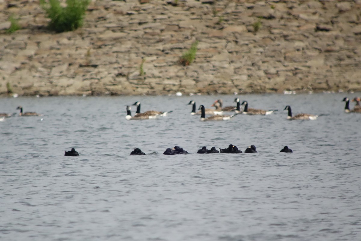 Common Scoter - ML623746878