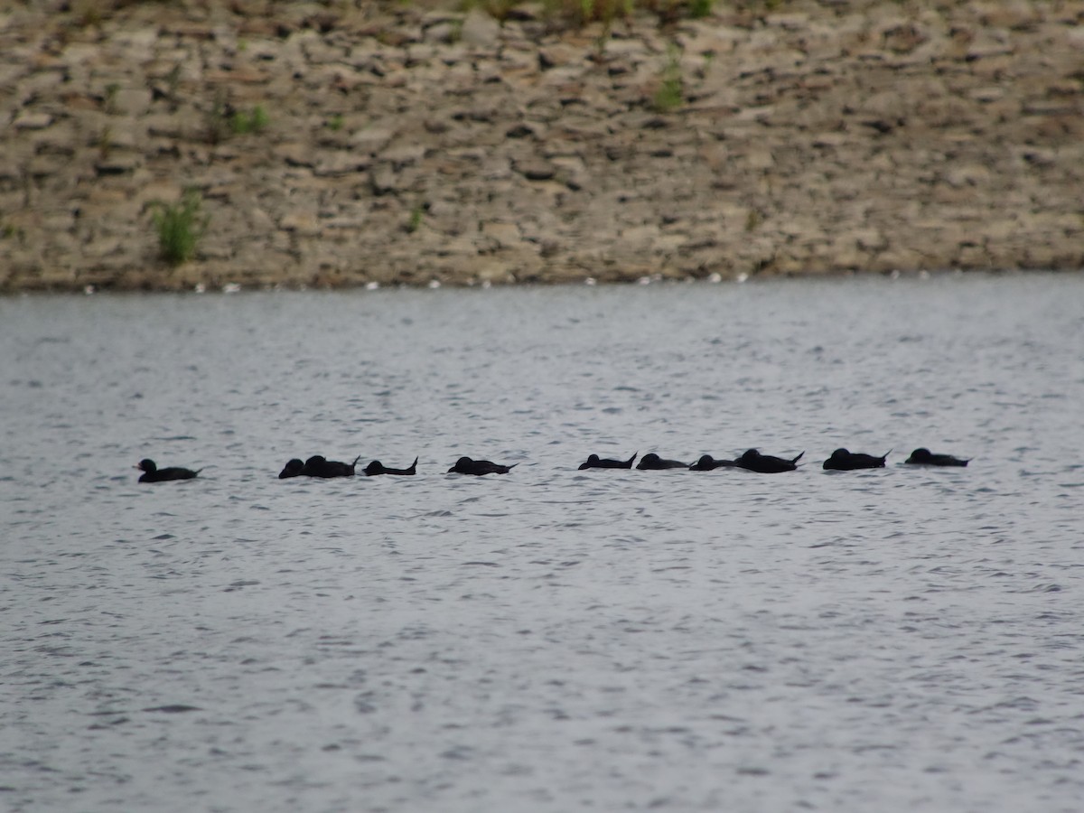 Common Scoter - ML623746879