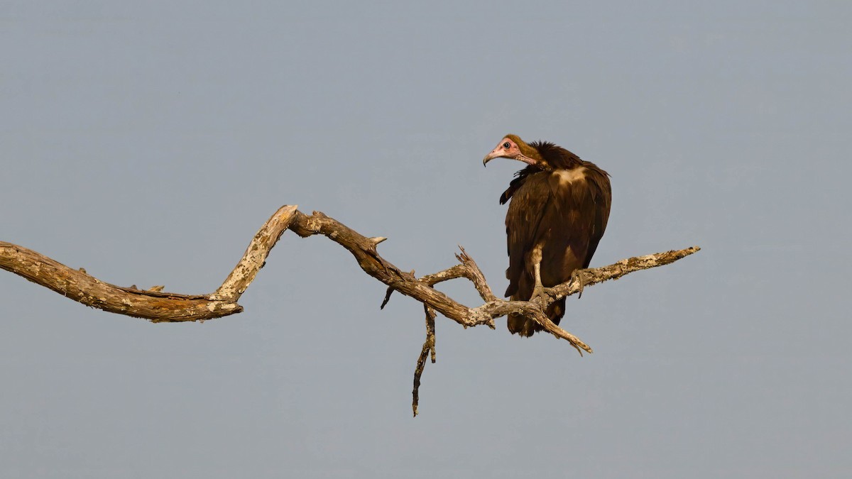 Hooded Vulture - ML623746937