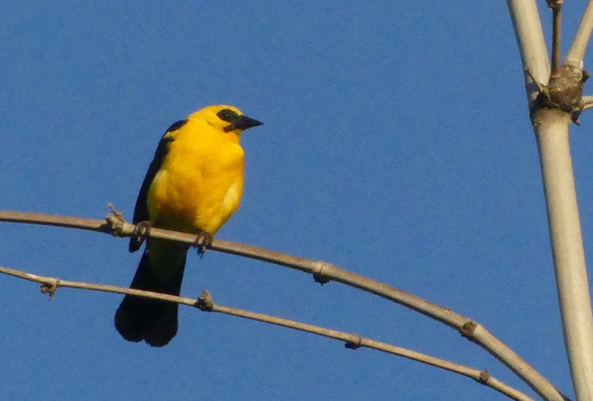 Oriole Blackbird - ML623746956