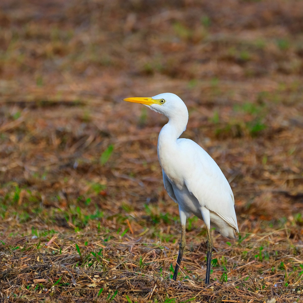 Western Cattle-Egret - ML623746958