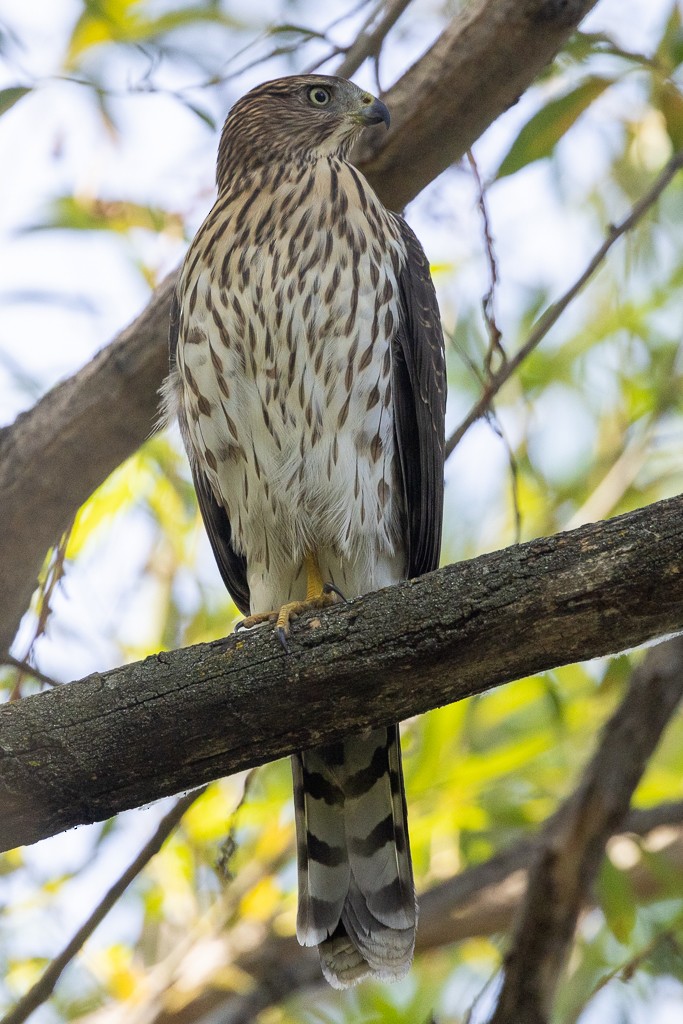 Cooper's Hawk - ML623746972