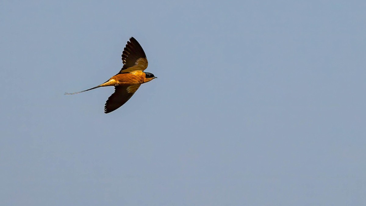 Rufous-chested Swallow - Michael Riffel