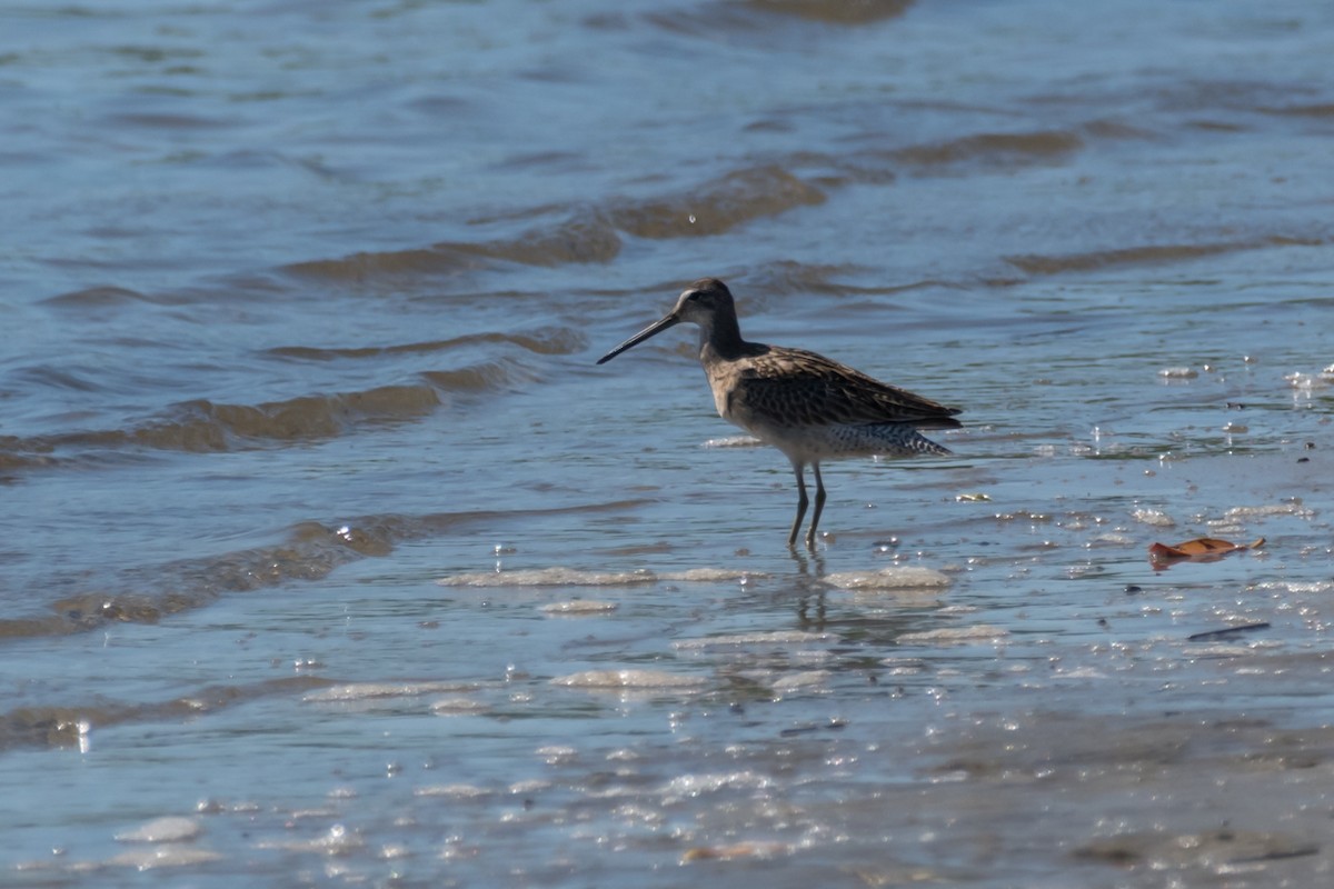 Short-billed Dowitcher - ML623746989