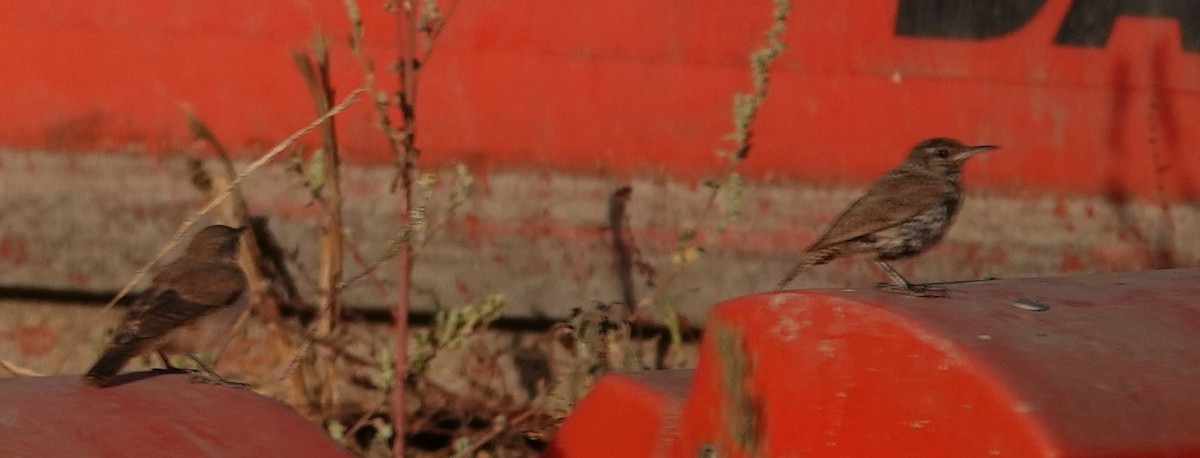 Rock Wren - ML623746990