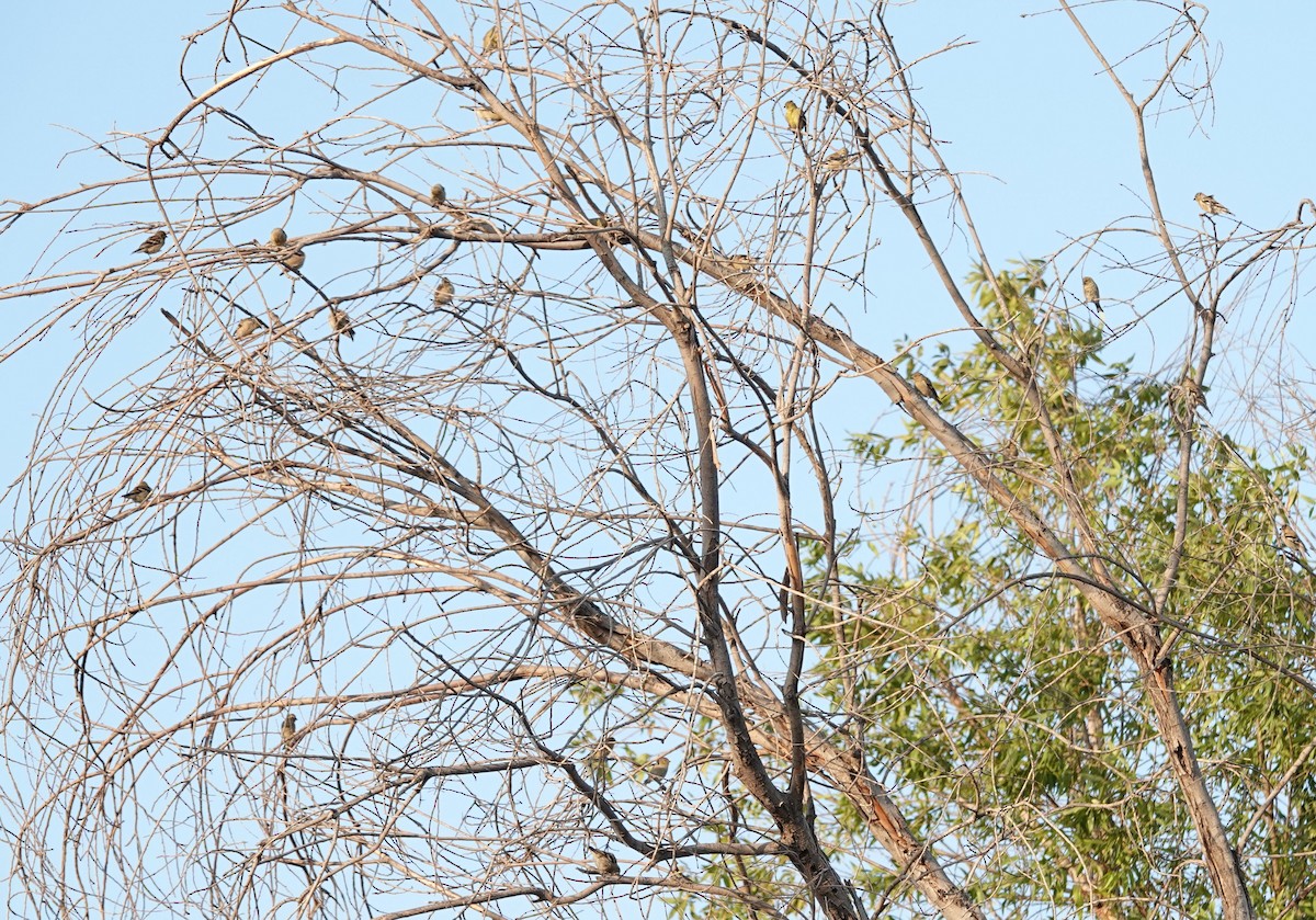 American Goldfinch - ML623746993