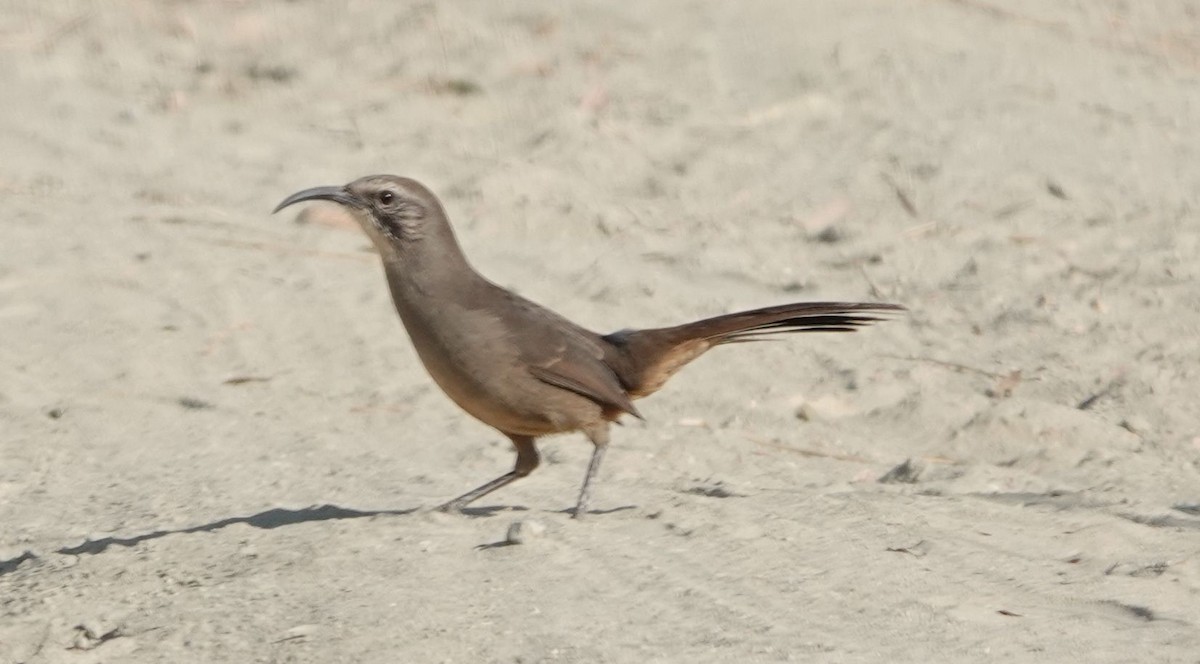 California Thrasher - ML623746997