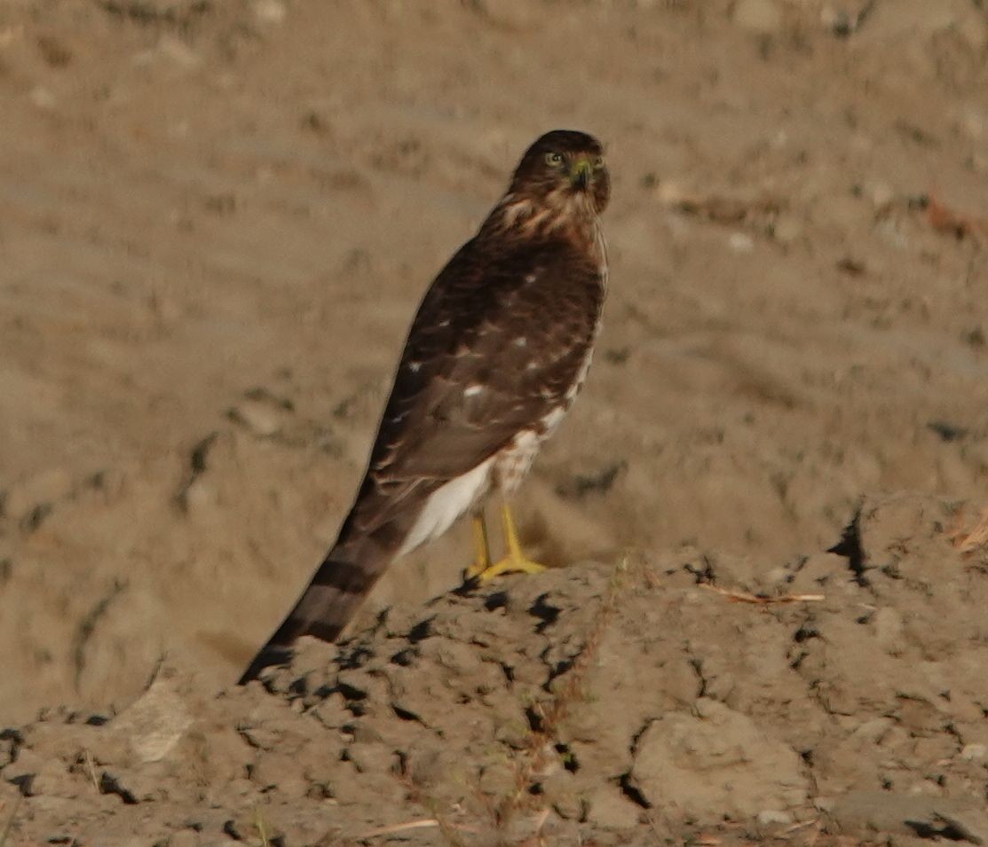 Cooper's Hawk - ML623747003