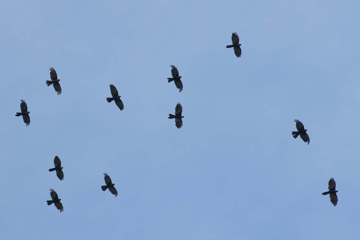 Yellow-billed Chough - ML623747068