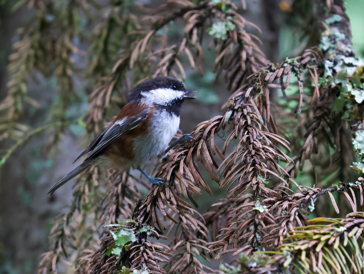 Chestnut-backed Chickadee - Jill Casperson