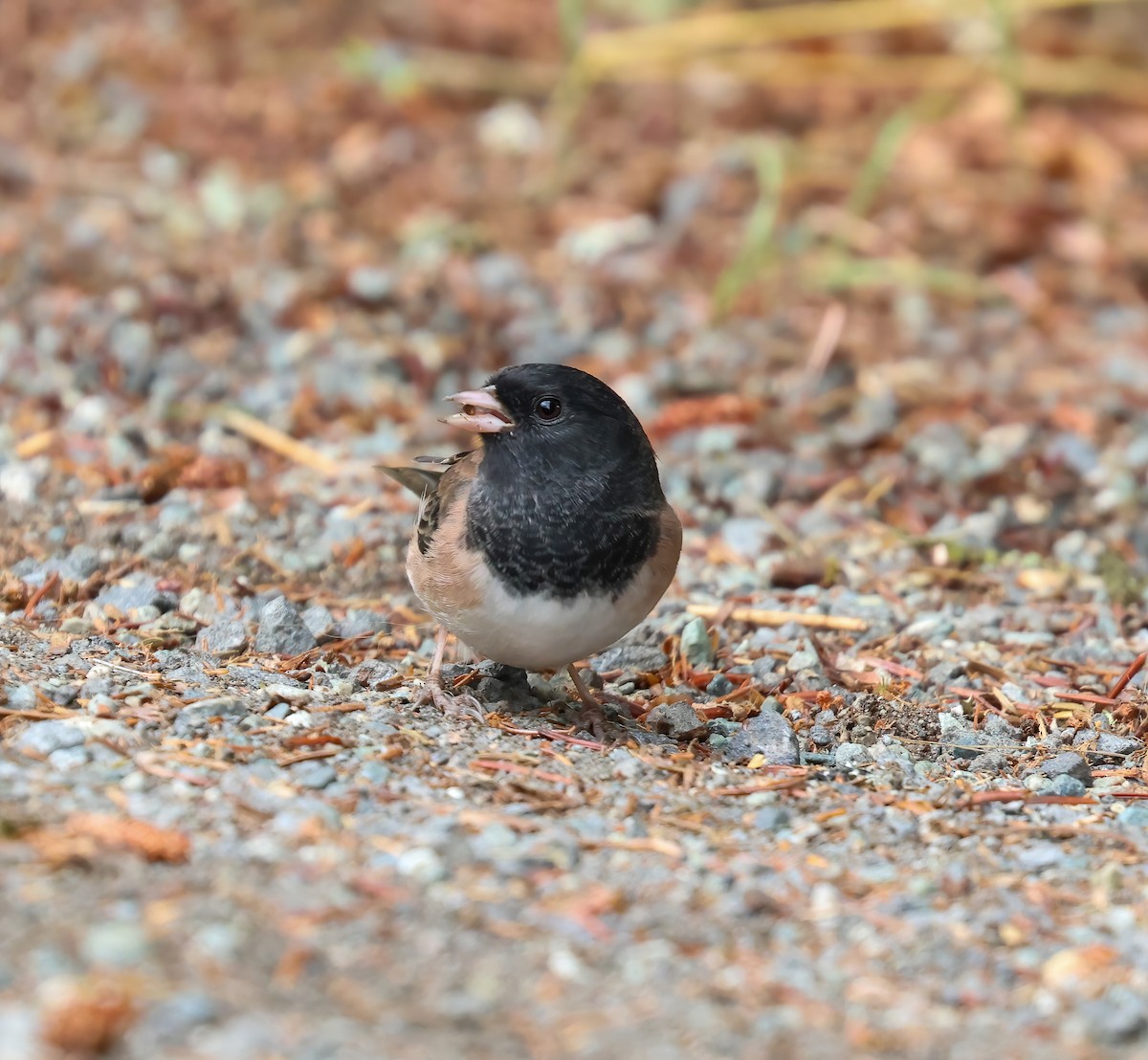 Junco Ojioscuro - ML623747092