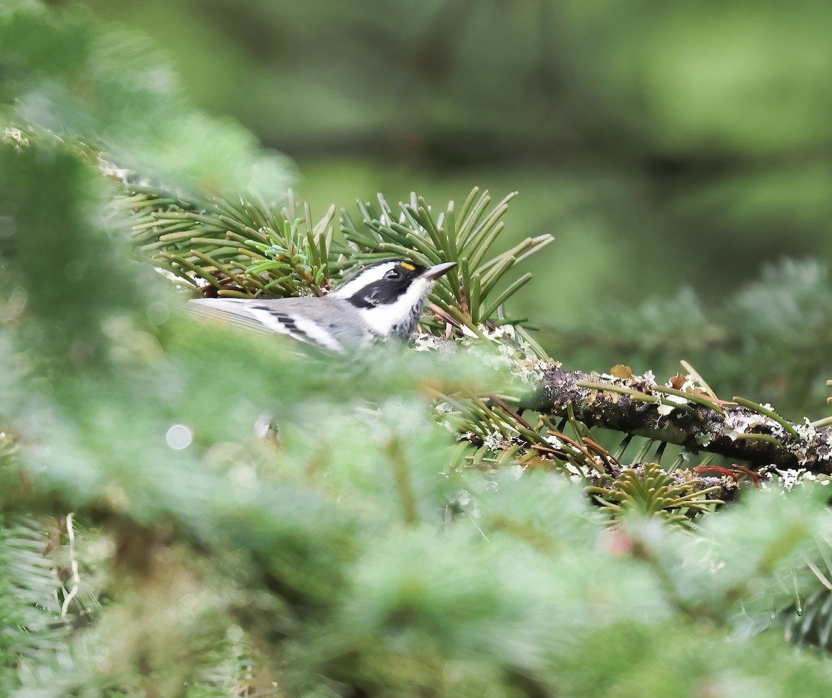 Black-throated Gray Warbler - Jill Casperson