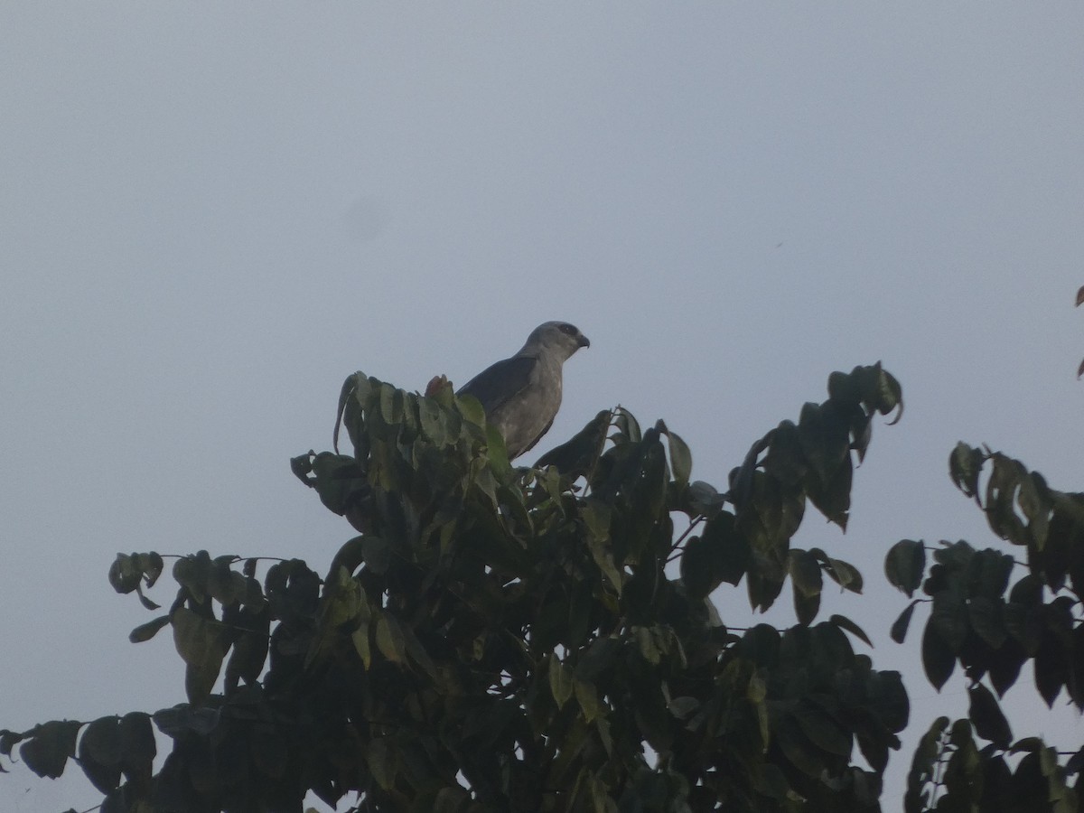 Mississippi Kite - ML623747117