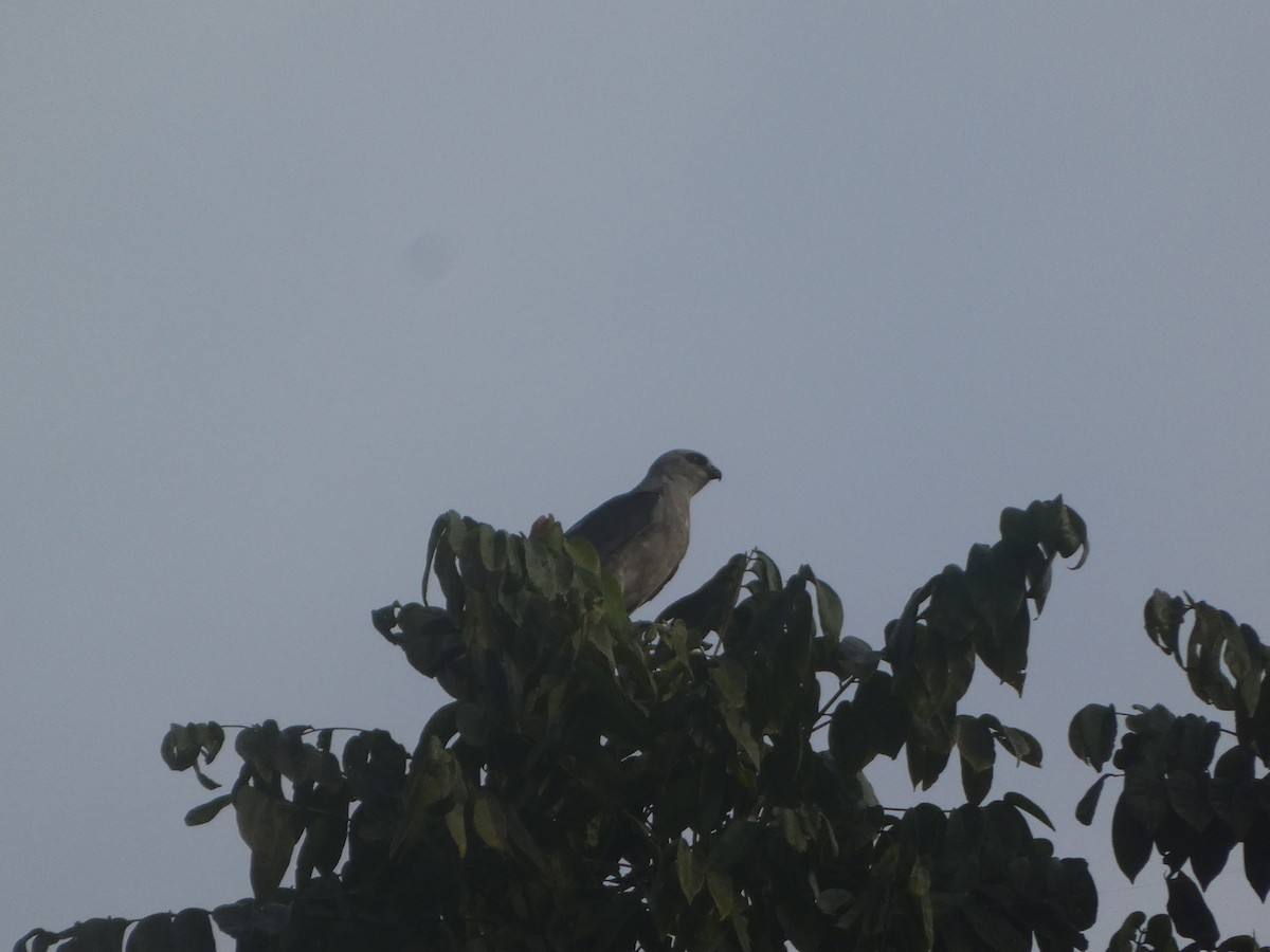 Mississippi Kite - Leonel Palma