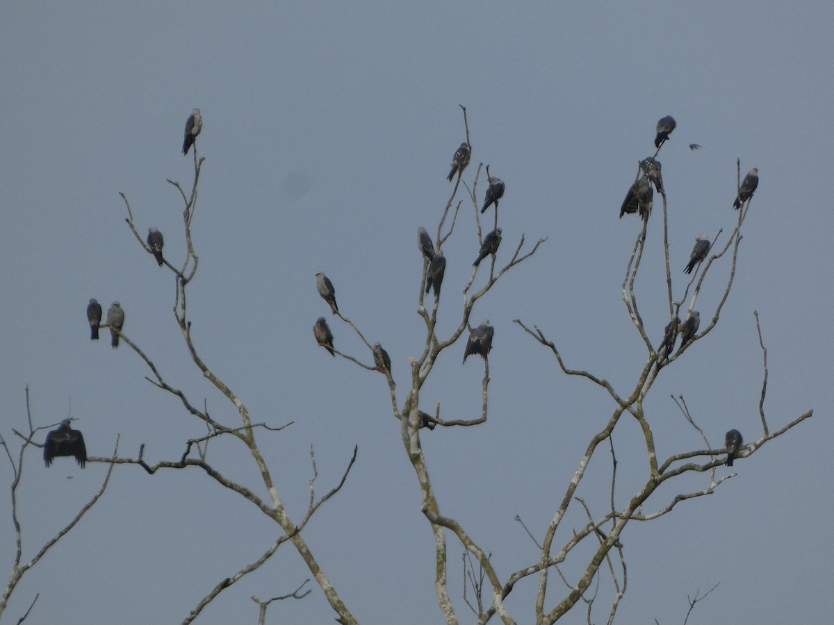 Mississippi Kite - ML623747119