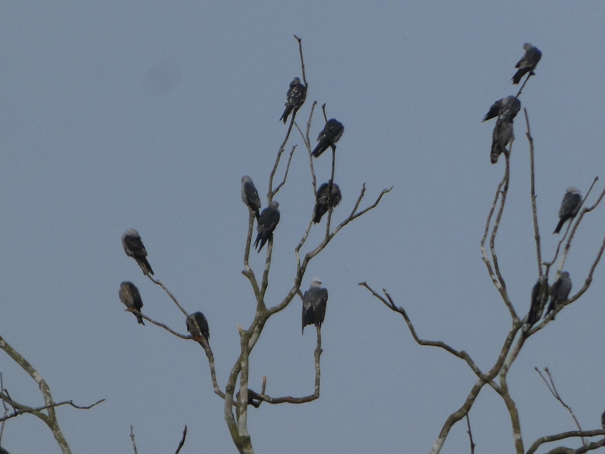 Mississippi Kite - ML623747120