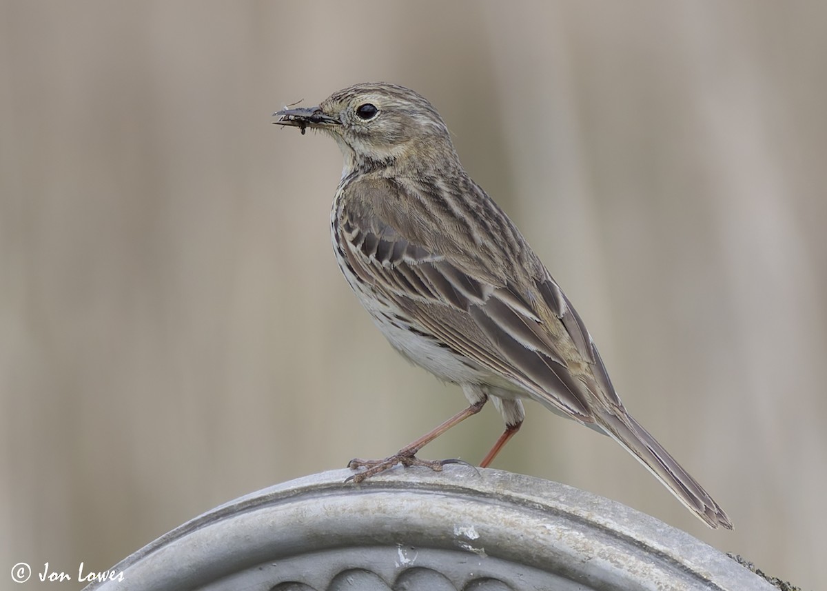 Meadow Pipit - Jon Lowes