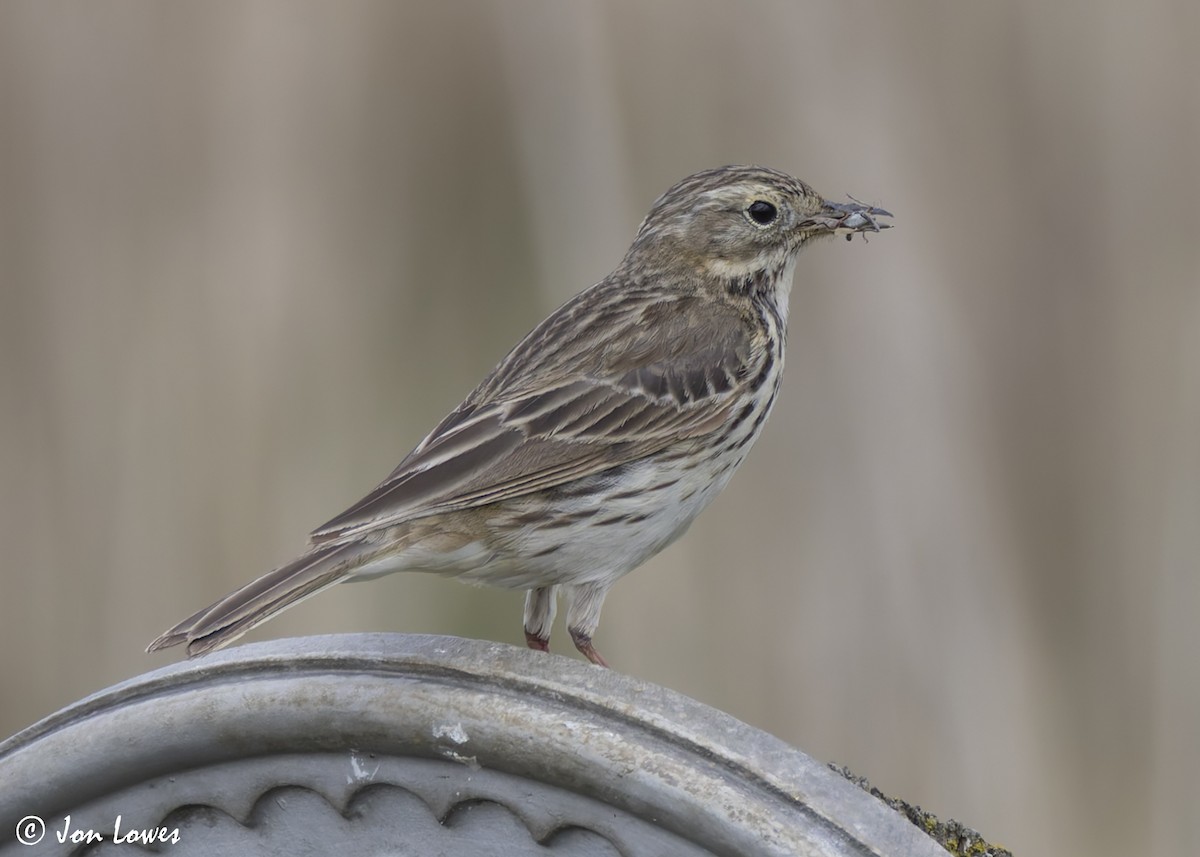 Meadow Pipit - ML623747130