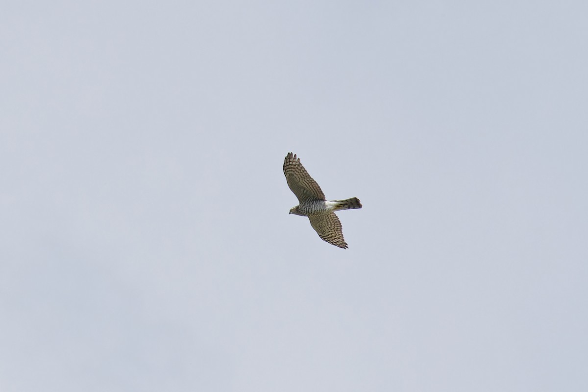 Eurasian Sparrowhawk - ML623747143