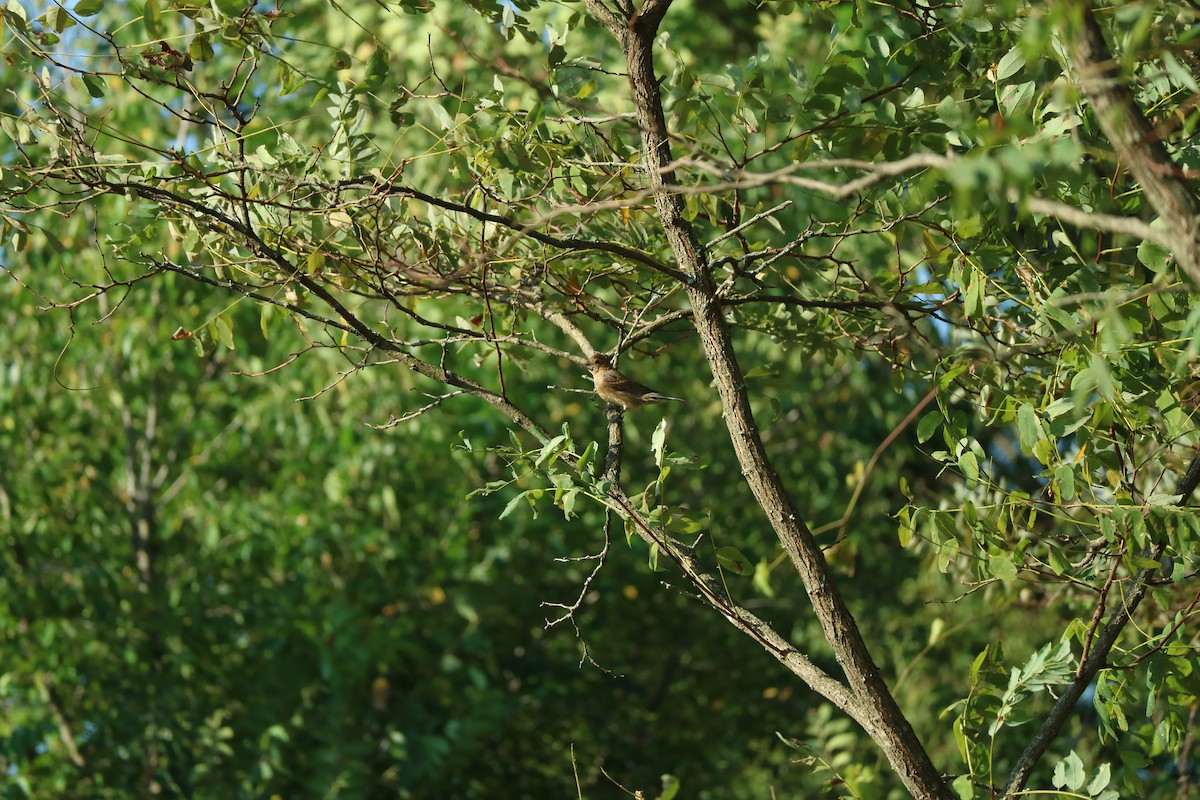 Blue Grosbeak - ML623747144